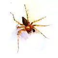Male Oxyopes salticus, 4&nbsp;mm. North Carolina.