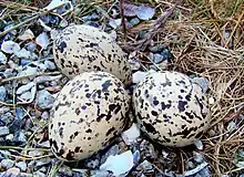 Eurasian oystercatcher eggs camouflaged in the nest