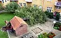 A 104 year old pear tree fell to the ground in a backyard.