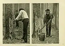  Side-by-side photo and print each show men working on cutting a so-called "cat-face" into a longleaf pine tree to extract resin. The two men in the photo on the left are of African decent and the man in the pringing on the right shows lighter skin.