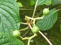 Fruit (drupes), Cambridge University Botanic Garden