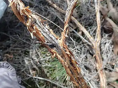 Main stem