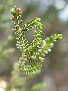 Leaves
