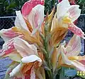 Canna 'Polanaise', Bernard Yorke