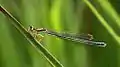 Female