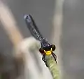Male