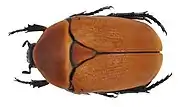 Pachnoda marginata aurantia