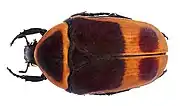 Pachnoda marginata murielae