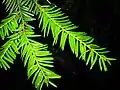 Pacific Yew foliage