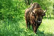 Image 15European Bison in Pădurea Domnească