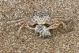 Juvenile, eating in Panama