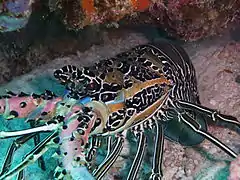 P. versicolor in Pom Pom Island. Dorsal view