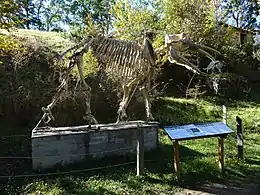 Archaeobelodon skeletal near the Ferme du Campané