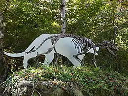Amphycion skeletal.