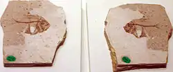 Palaeocentrotus