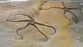 Palaeocoma milleri