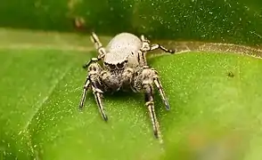 ambushing ants