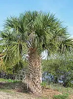 Sabal palm in the Canaveral National Seashore