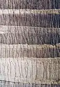 Palm trunk with branching vertical cracks (and horizontal leaf scars)