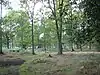 Pamber Forest