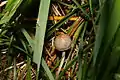 Panaeolus olivaceus