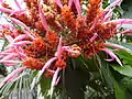 Close up of bloom of the Panama queen in the Palm House of Kew Gardens in London England.
