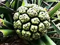 Pandanus odoratissimus on Miyako-jima, Okinawa prefecture