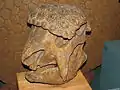 Panochthus vogti skull