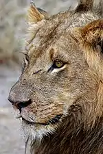 A male lion ("ngala" in Shangaan language)