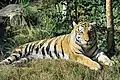 Siberian tiger