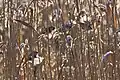 Flock in natural habitat