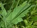 Leaf of Papaver setigerum