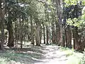 Paper Barks near Hole 9