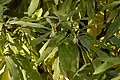 Leaves of' Edgeworthia chrysantha