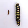 First (left) and last (right) instars