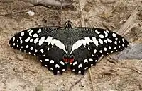 Butterfly found during the rainy season