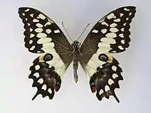 Madagascan emperor swallowtail, Papilio morondavana