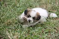 A Papillon puppy.