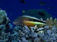 Black-sided hawkfish or freckled hawkfish (Paracirrhites forsteri)