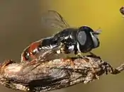 P. (Pandasyopthalmus)