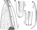 Philometra sp.