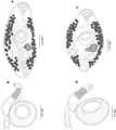 Creptotrema creptotrema, line drawing