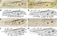 Wings of Parelcana pulchmacula