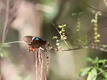 Parides gundlachianus