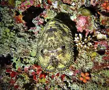Parribacus antarcticus