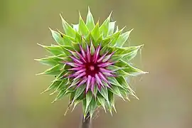 Carduus nutans