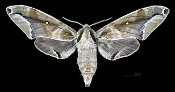 Female