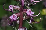 Each flower resembles the forehead, trunk and ears of an elephant.