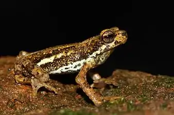 Lateral view