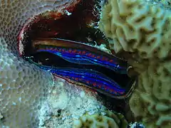 Pedum spondyloideum